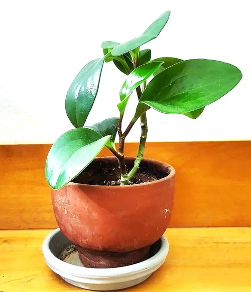 Työnohjattavien kokemuksia-Gestalt-Dialogi