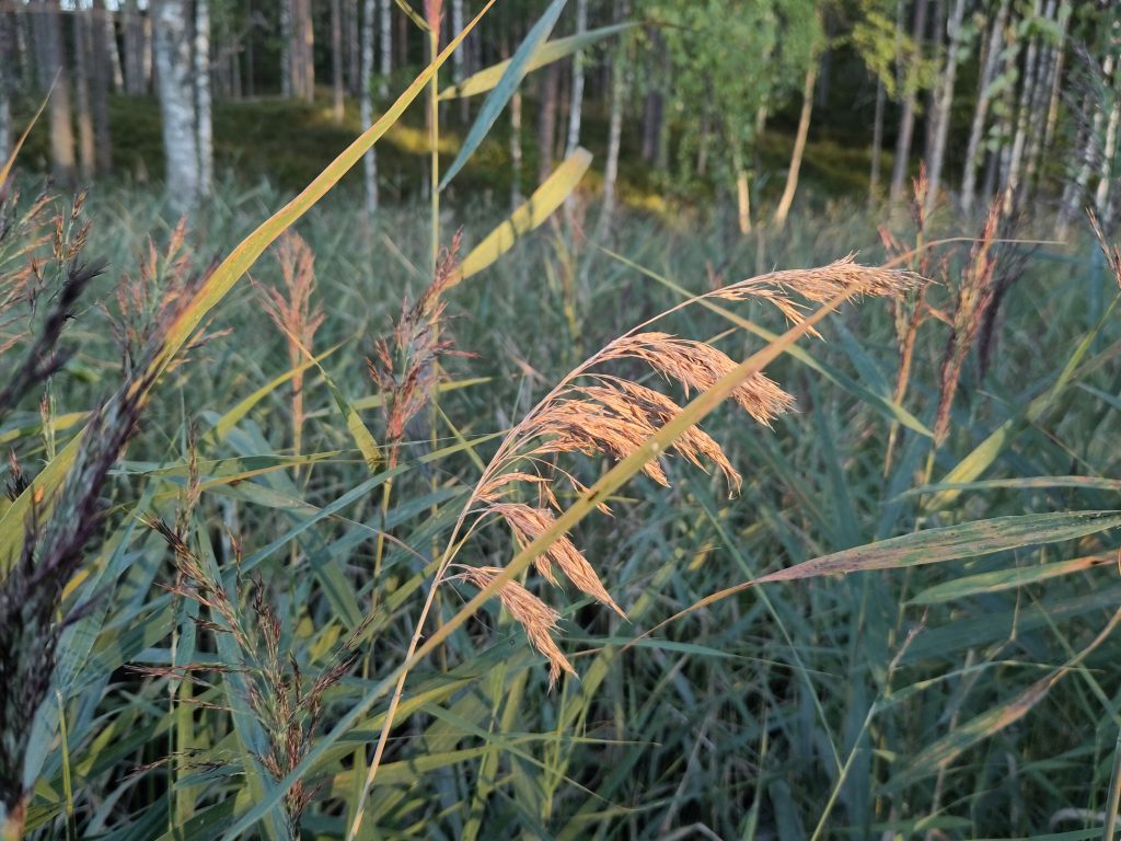 Terveys ja mieli-Gestalt-Dialogi