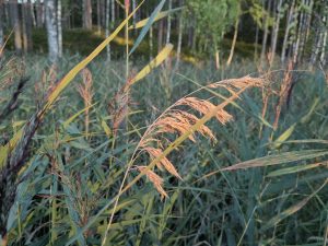 Terveys ja mieli-Gestalt-Dialogi