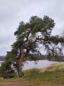 linkkejä mielenterveydestä ja hyvinvoinnista-Gestalt-Dialogi